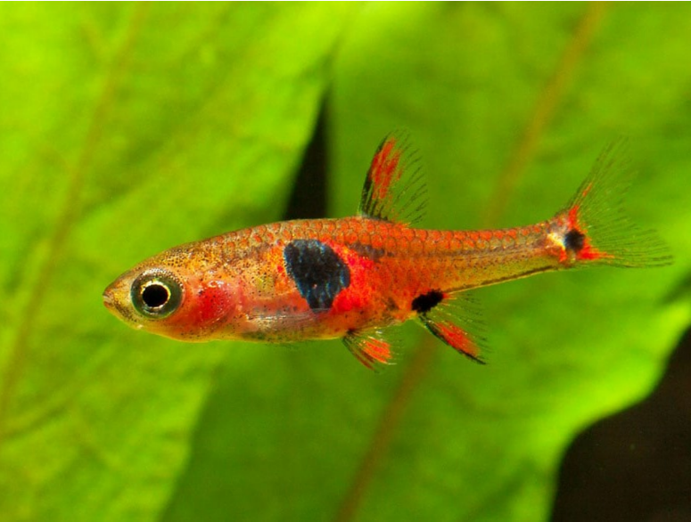 Strawberry Rasbora